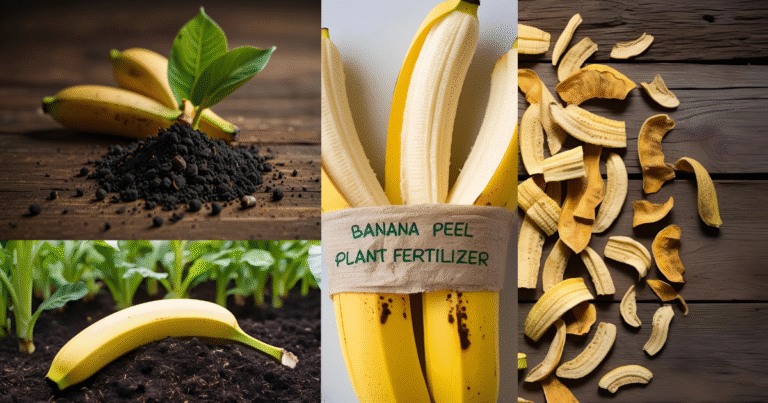 Banana Peel Fertilizer