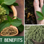 The Secret Power of Mugwort for Your Feet That You Need to Try