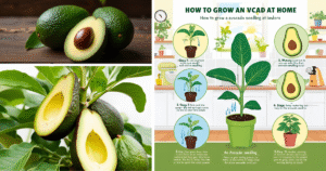 Read more about the article How to Grow Avocado at Home 12 Simple and Rewarding Steps