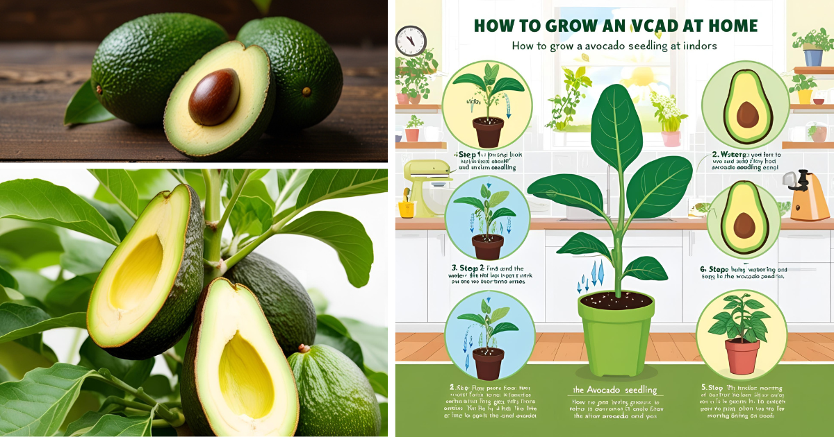 You are currently viewing How to Grow Avocado at Home 12 Simple and Rewarding Steps