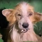 Abandoned Corgi With a Broken Jaw – Remarkable Recovery Journey