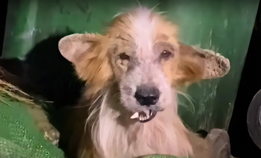 You are currently viewing Abandoned Corgi With a Broken Jaw – Remarkable Recovery Journey