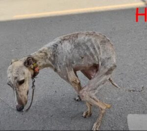 Read more about the article After 10 Years in Chains, Kalou Finally Finds Freedom