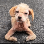 Ayla Rescue Story: From Crawling in Pain to Running in Joy