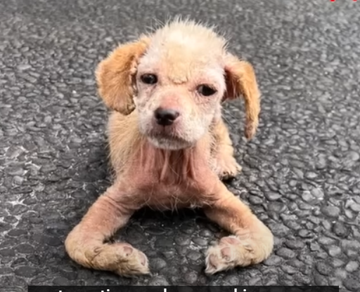 Read more about the article Ayla Rescue Story: From Crawling in Pain to Running in Joy