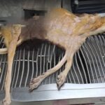 Blue’s Fight for Love: From Broken Bones to a Life Worth Living