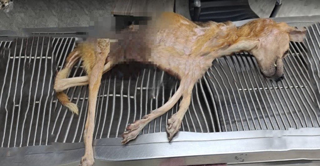 Read more about the article Blue’s Fight for Love: From Broken Bones to a Life Worth Living