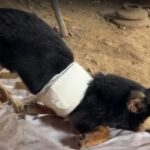 From Broken to Brave: Bruno’s Journey From the Dump to a Life Filled With Care