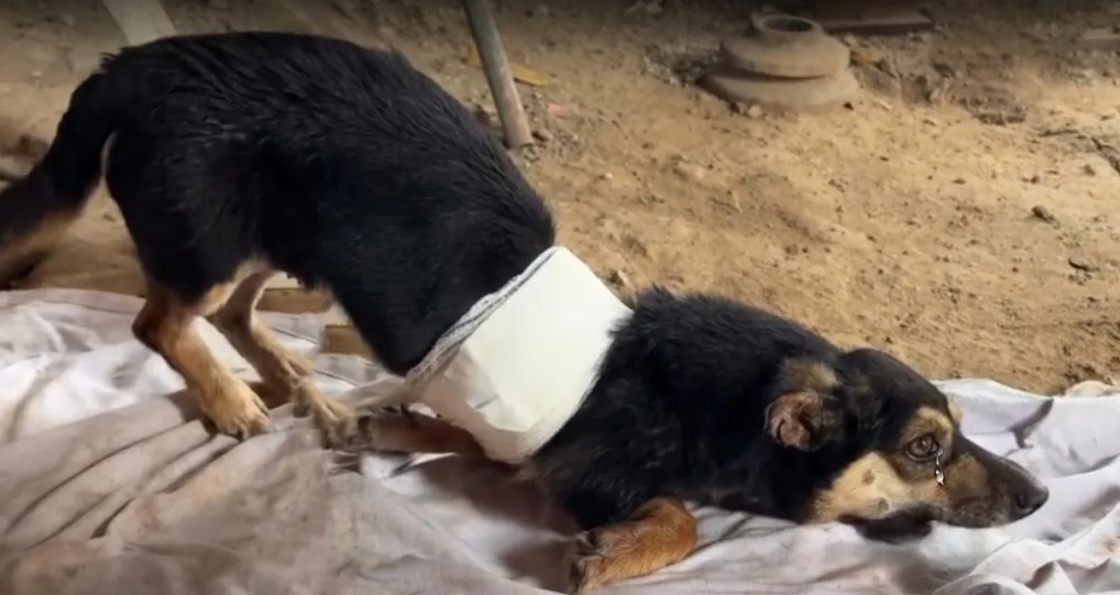 You are currently viewing From Broken to Brave: Bruno’s Journey From the Dump to a Life Filled With Care