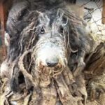 Caged and Neglected for Four Years: The Heartbreaking Rescue of an Abandoned Dog