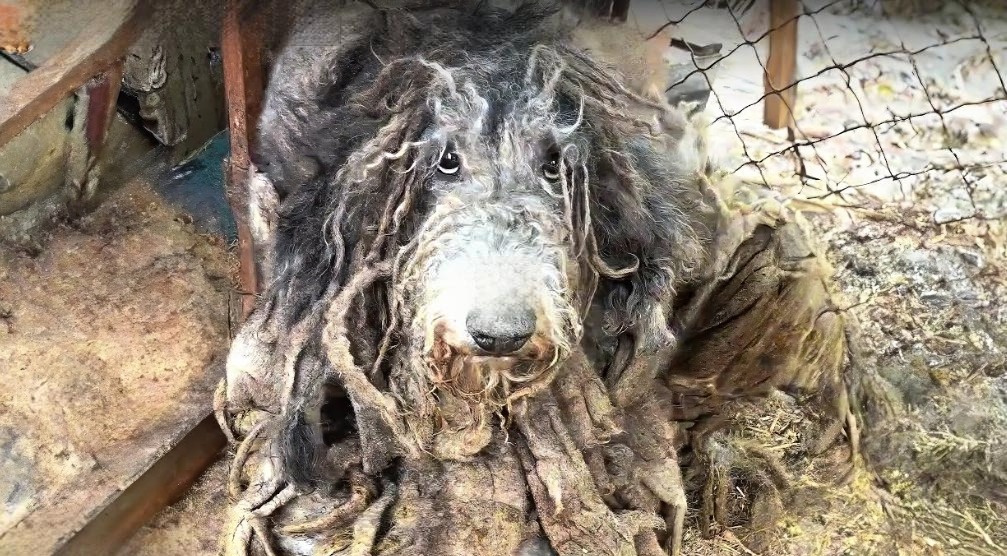 You are currently viewing Caged and Neglected for Four Years: The Heartbreaking Rescue of an Abandoned Dog