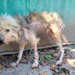 From Broken to Beloved: Vito’s Unbelievable Dog Rescue Story