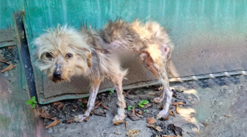 You are currently viewing From Broken to Beloved: Vito’s Unbelievable Dog Rescue Story