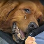 Faith’s Final Days: How a Dying Golden Retriever Showed Us the True Meaning of Love
