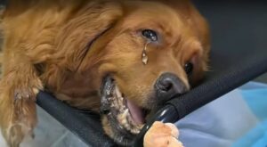 Read more about the article Faith’s Final Days: How a Dying Golden Retriever Showed Us the True Meaning of Love