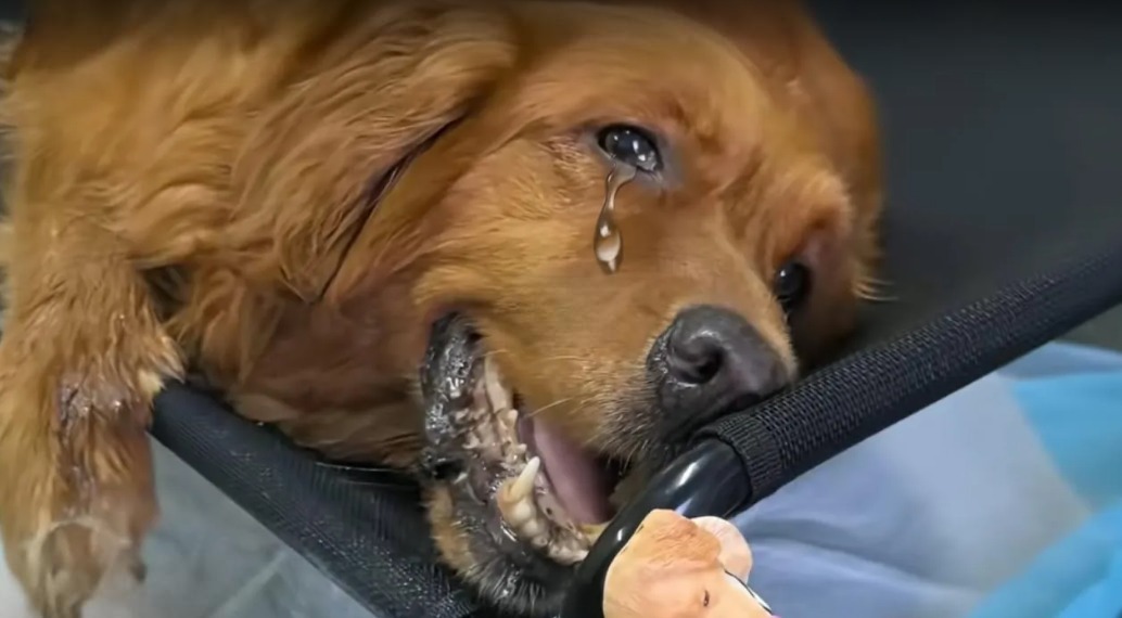 Read more about the article Faith’s Final Days: How a Dying Golden Retriever Showed Us the True Meaning of Love