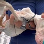 Emanuel’s Journey: From Skin and Bones to Smiles and a Second Chance