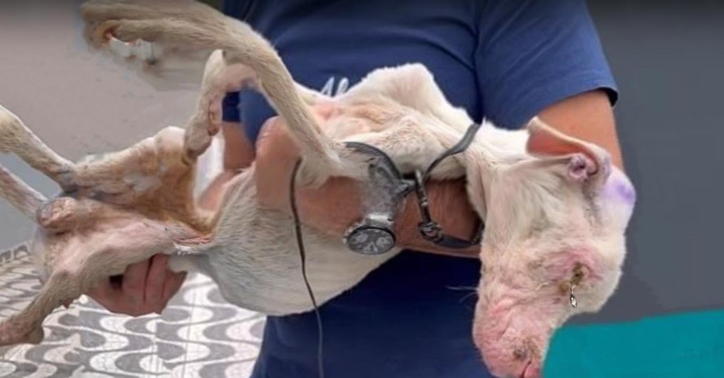 You are currently viewing Emanuel’s Journey: From Skin and Bones to Smiles and a Second Chance