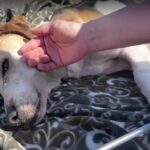 Eva’s Miracle: The Dog Who Refused to Give Up