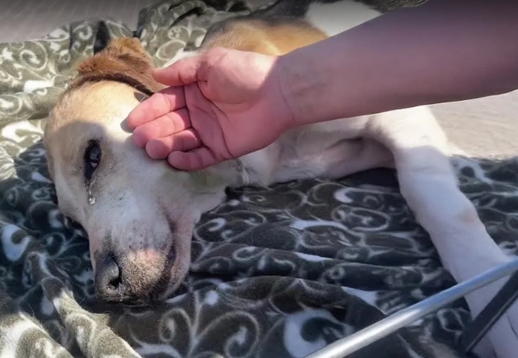 Eva’s inspiring dog rescue story