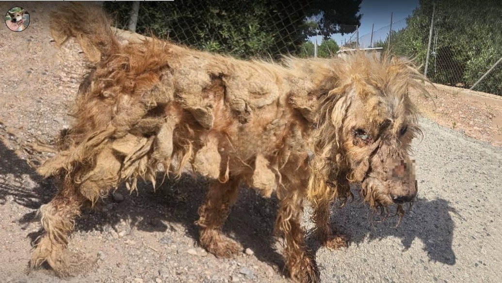 Read more about the article From Basement Darkness to Sunshine: Incredible Fido’s Journey of Survival and Hope