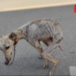 From Chains to Freedom: Kalou’s rescue story Ten-Year Wait for Love