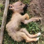 From Garbage to Grace: The Puppy Who Got a Second Chance