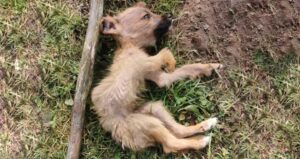 Read more about the article From Garbage to Grace: The Puppy Who Got a Second Chance