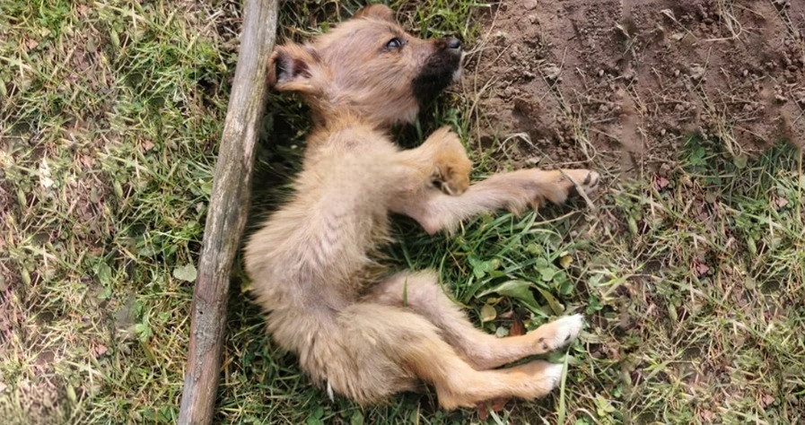 You are currently viewing From Garbage to Grace: The Puppy Who Got a Second Chance
