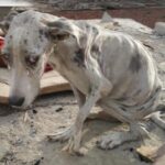 Anglo’s Heartbreaking Rescue Story : From Stones in His Belly to a Life Full of Love