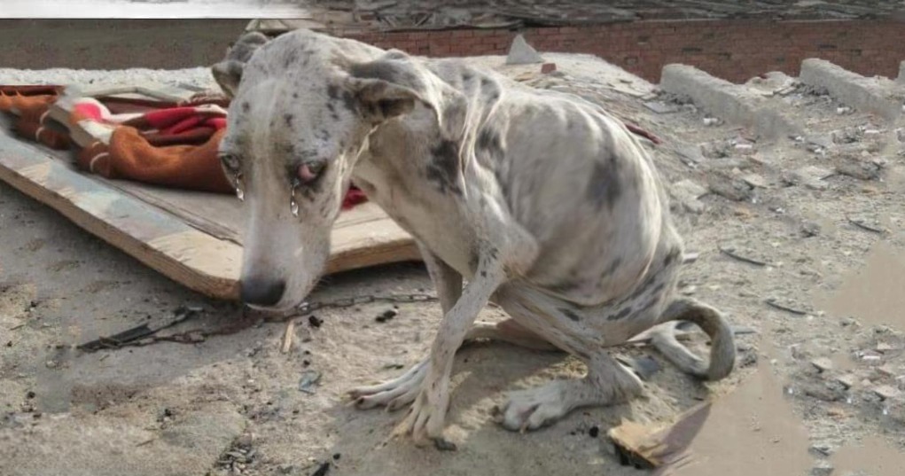 Read more about the article Anglo’s Heartbreaking Rescue Story : From Stones in His Belly to a Life Full of Love