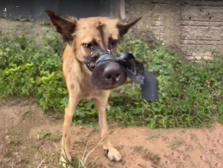 Kama’s incredible dog rescue story.