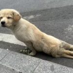 Left Crushed Beside the Road, He Crawled for Help—Until One Stranger Changed Everything