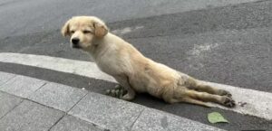 Read more about the article Left Crushed Beside the Road, He Crawled for Help—Until One Stranger Changed Everything