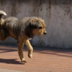 From Forgotten Stray to Joyful Adventurer: The Emotional Rescue Story of Leo