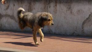 Read more about the article From Forgotten Stray to Joyful Adventurer: The Emotional Rescue Story of Leo