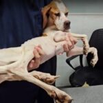 Luna’s Journey: From a Locked Room of Despair to a Forever Home of Love