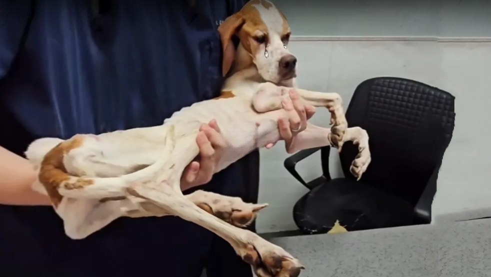 You are currently viewing Luna’s Journey: From a Locked Room of Despair to a Forever Home of Love