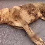 Abandoned and Heartbroken, Milo’s 90 Day Journey From Silent Pain to a Second Chance
