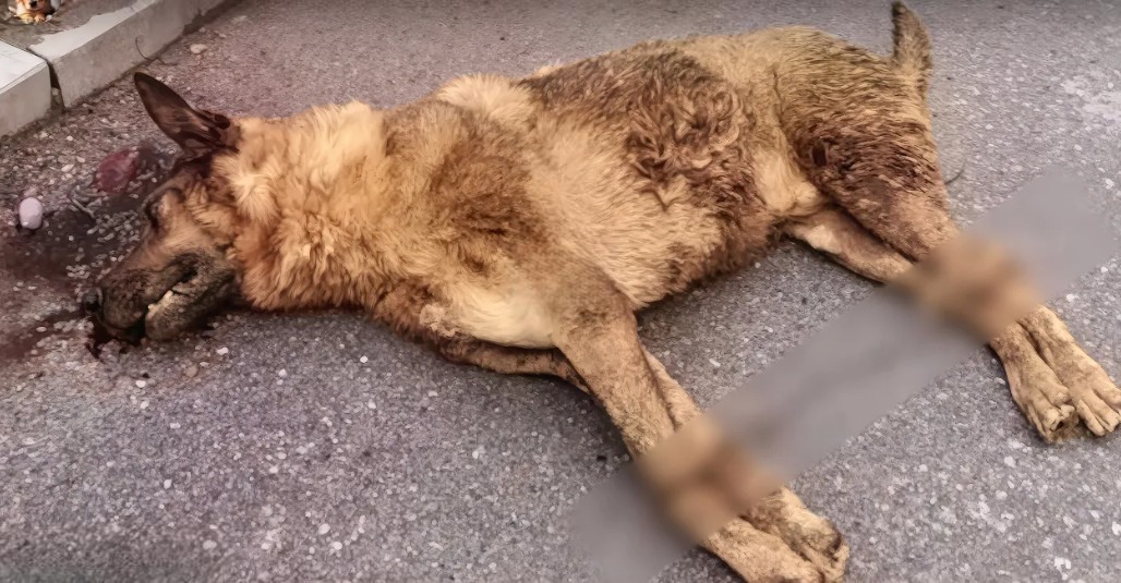 You are currently viewing Abandoned and Heartbroken, Milo’s 90 Day Journey From Silent Pain to a Second Chance