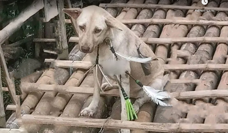 Read more about the article ₱65K Reward for the Monster Who Shot 5 Arrows at Tiktok the Dog – But She Fought to Live