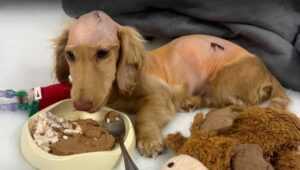 Read more about the article Murphy’s Miracle: An Inspiring Dog Story of How Murphy Overcame Hydrocephalus