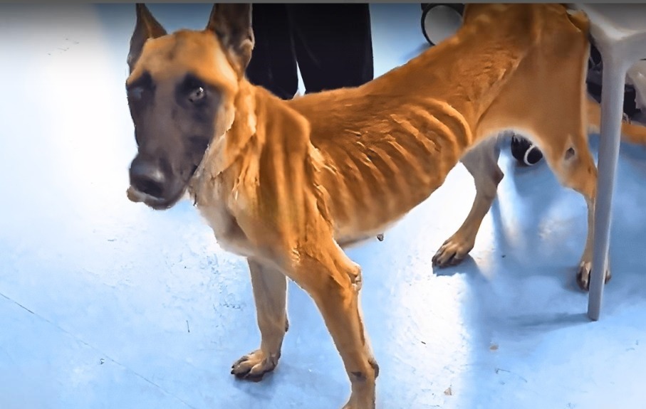 You are currently viewing From Eating Cow Dung to Finding Love: Nova’s Incredible Rescue Story