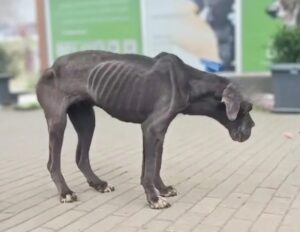 Read more about the article From Starvation to Sunshine: Oggie’s Unbelievable Dog Rescue Story