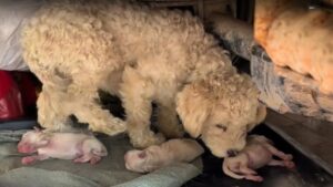 Read more about the article From the Streets to Safety: A Dog Rescue Story of a Brave Mother and Her Puppies