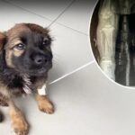 Abandoned, Injured, but Never Defeated— A puppy rescue story