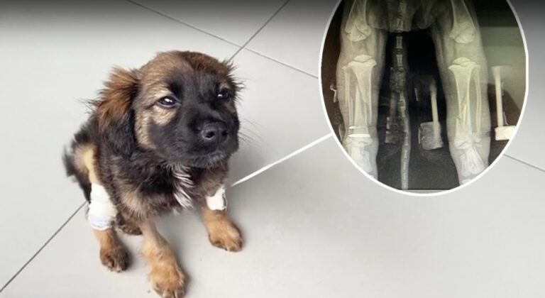 Puppy Rescue story