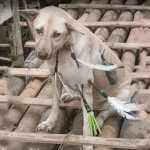 ₱65K Reward for the Monster Who Shot 5 Arrows at Tiktok the Dog – But She Fought to Live