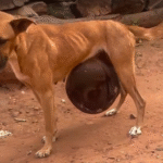From Burden to Bliss: The Heartbreaking Street Dog Rescue Story That Will Melt Your Heart