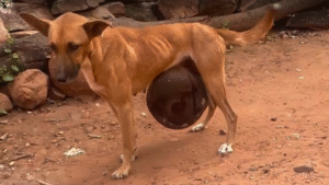 Read more about the article From Burden to Bliss: The Heartbreaking Street Dog Rescue Story That Will Melt Your Heart